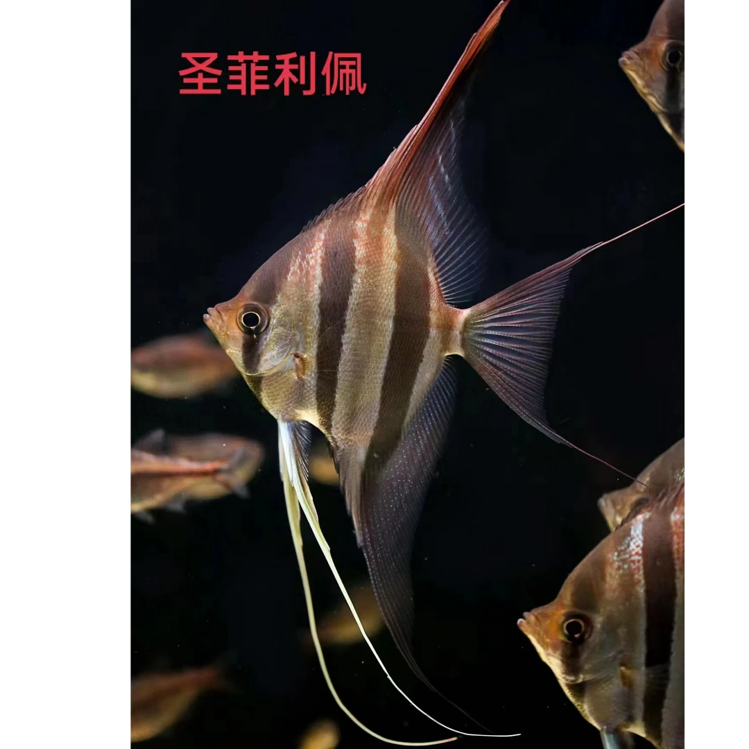 六周年庆活动定水埃及神仙鱼入门级优惠活动（入缸48小时包损）