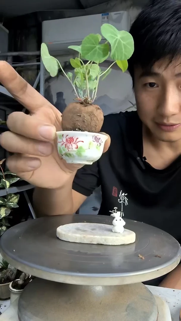 子*中青园艺一物一拍77
