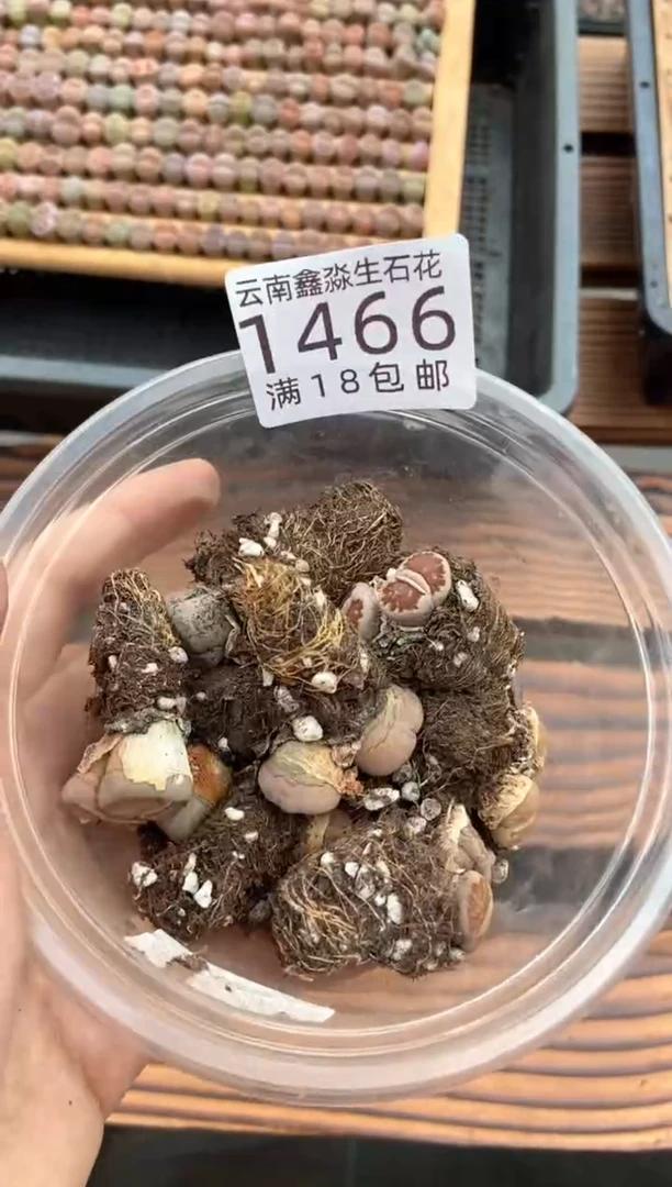 1466特价一盒菊有瑕疵