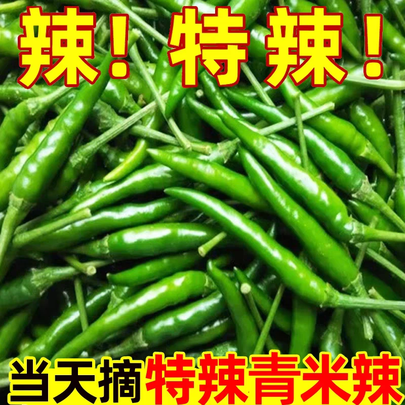 新鲜青米椒青辣椒特辣超辣青色小米椒新鲜剁椒青椒小个辣椒指天椒