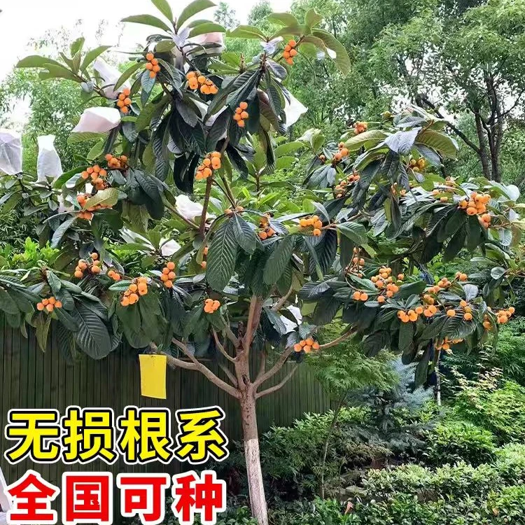 大五星枇杷树苗南北方庭院地栽嫁接果苗地栽种植枇杷苗