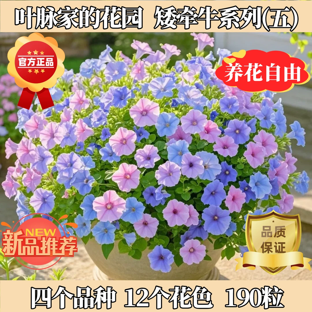 矮牵牛种子套装系列五（国产+梦幻+海市蜃楼+旋转）
