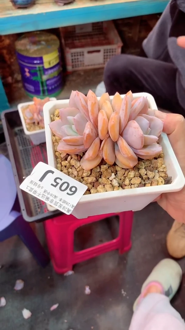 爱***夏605J（一物一拍实付满28发货，默认不带盆土）