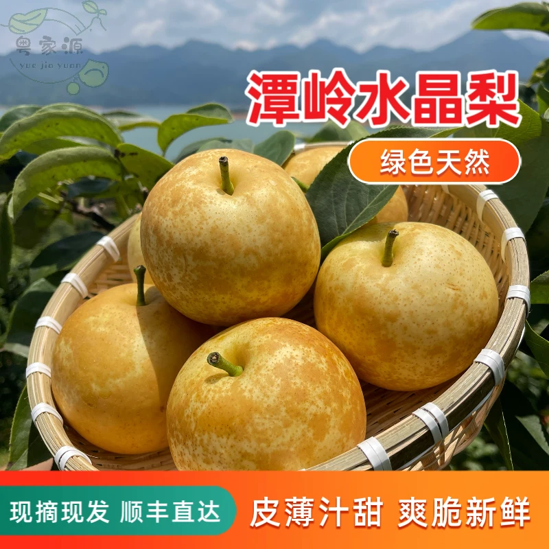 正宗连州潭岭水晶梨新鲜水果当季皮薄多汁清甜无渣水晶梨