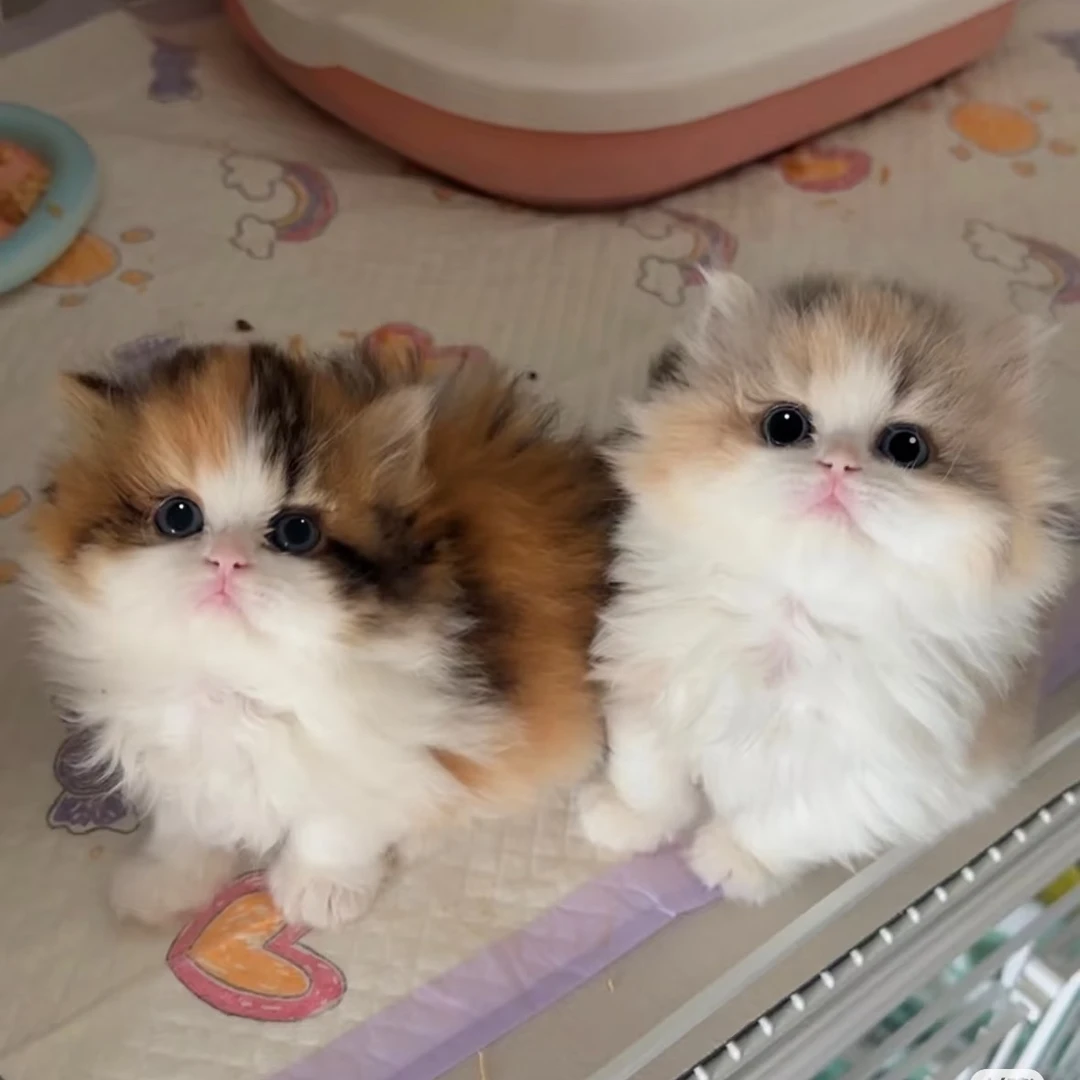 【喵司令】活体猫咪