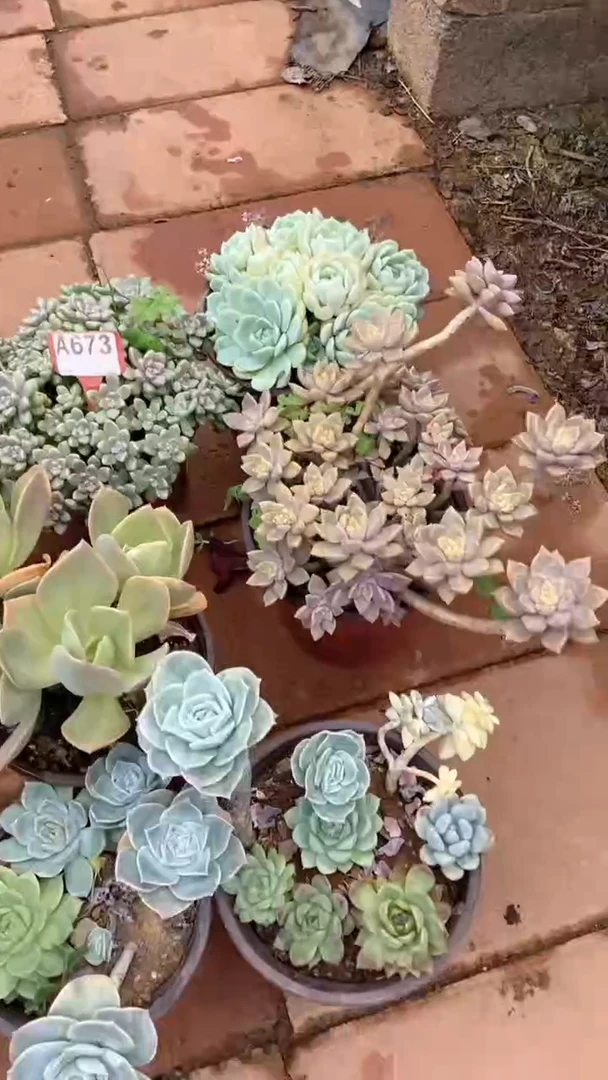 A670闪购清风花木兰多肉组合脱土发货