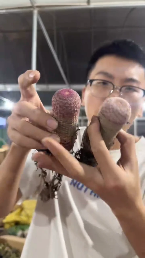 2颗 实生根 红太阳