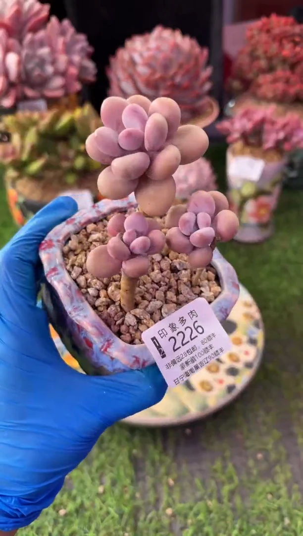 昆明印象多肉2226