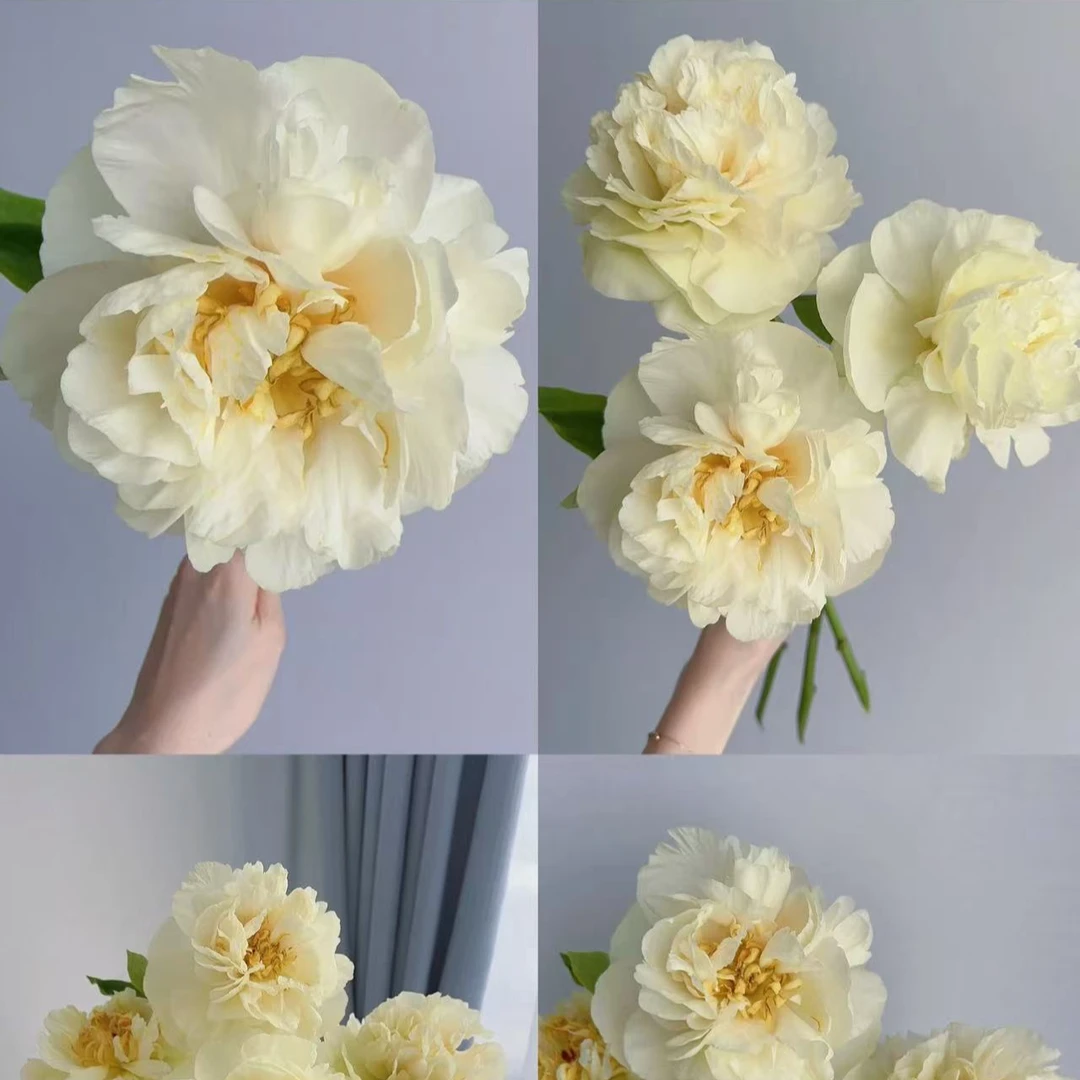 【优选】阳光女孩芍药 店内现货包邮