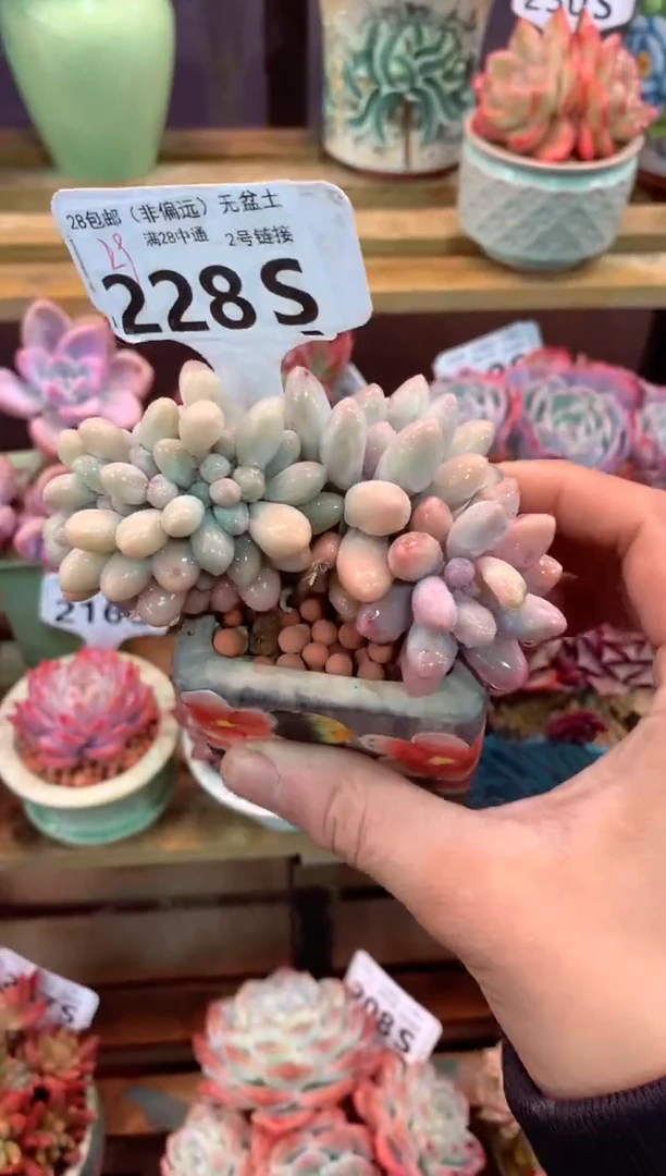 228S（一物一拍，精品多肉，所见即所得 ）