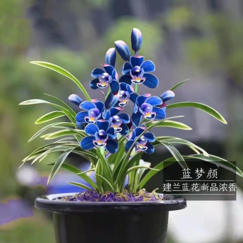 蓝梦颜建兰正品兰花浓香型花卉复色花一杆多花四季兰