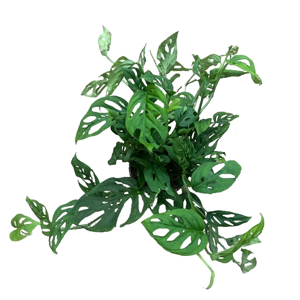仙洞龟背竹室内爬藤植物耐阴好养活可水培净化空气