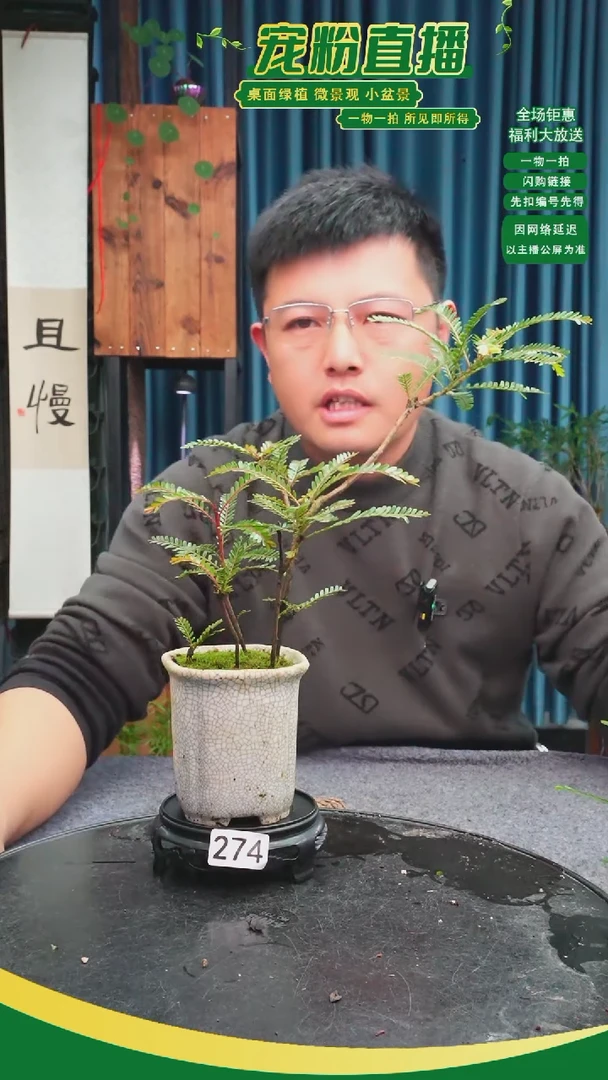 无花朵嘉*苔藓微景观274号