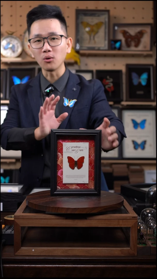 血漪蛱蝶红色刺绣款7寸竖