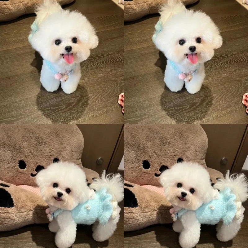 【宠益家】精品比熊狗狗活体链接