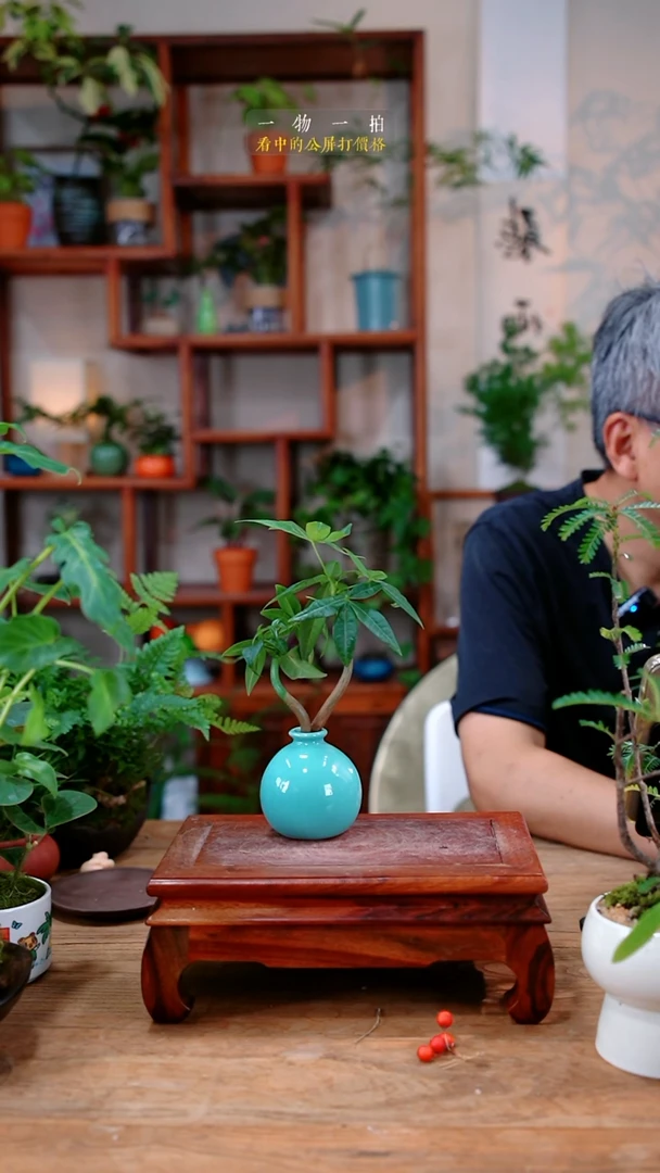 不开花植物?****?发财树181