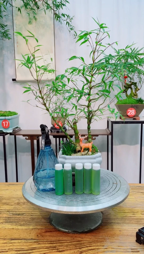 【闪购商品】竹子盆景竹子盆景