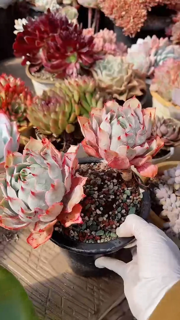 【闪购商品】17236