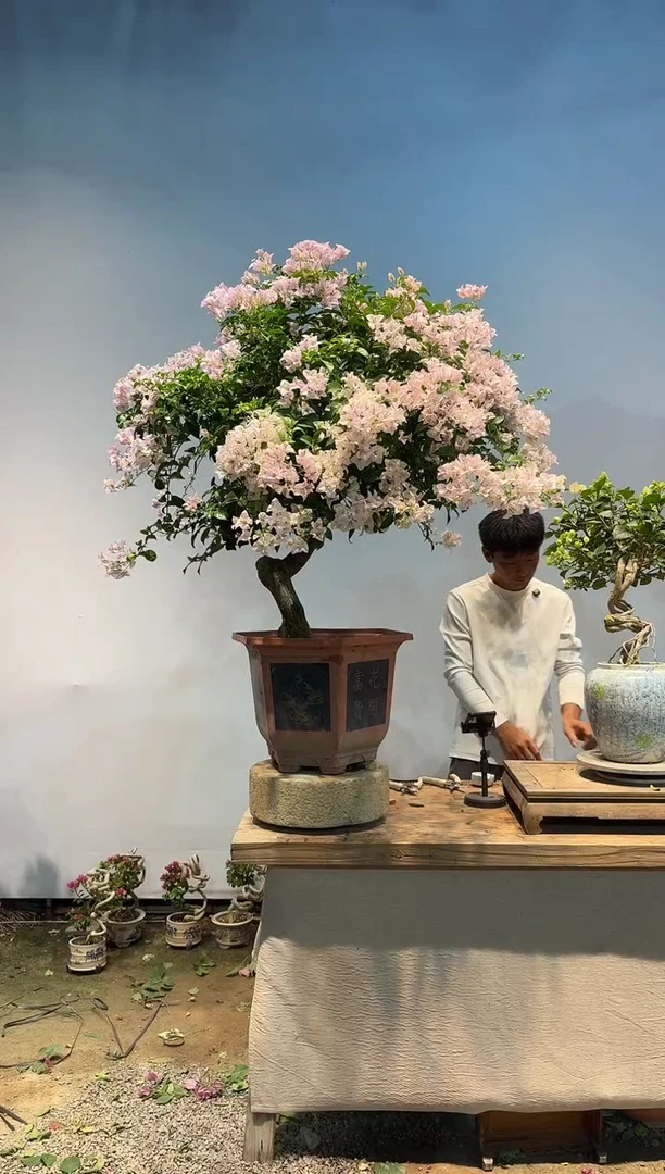 全部花朵浪三角梅22