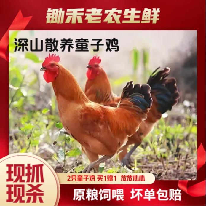 【童子鸡买1赠1】散养不冻明天到-锄禾老农皖南仔公鸡