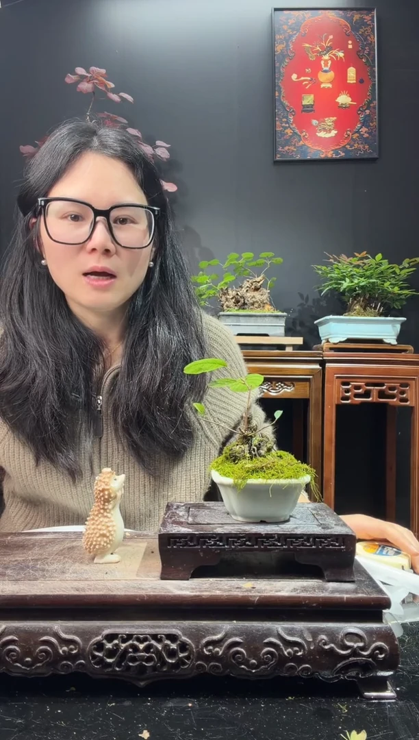 完全开放黄栌0000