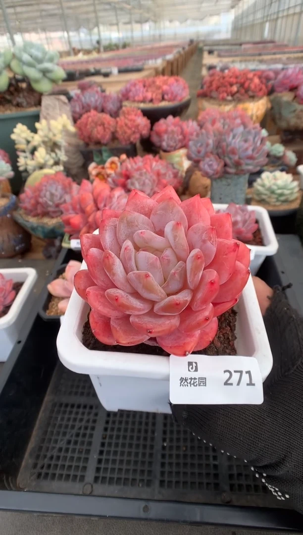 271橙子一物一拍