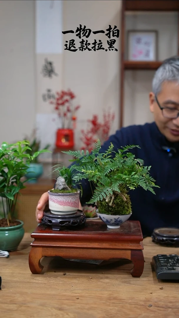 完全开放满狼尾蕨+玉龙草371