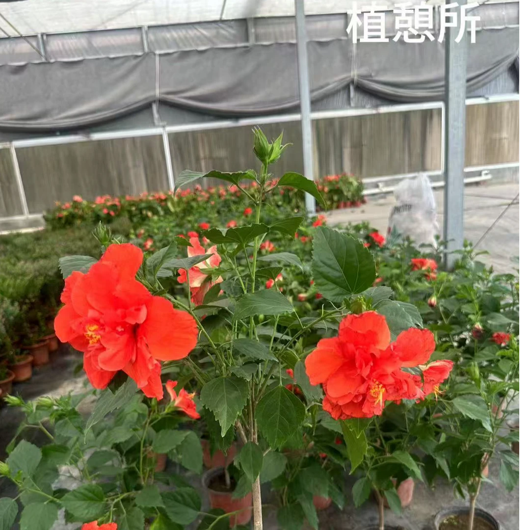 【芙蓉牡丹】绿植盆栽室内好养易活植物少量花苞发货特价处理无售后