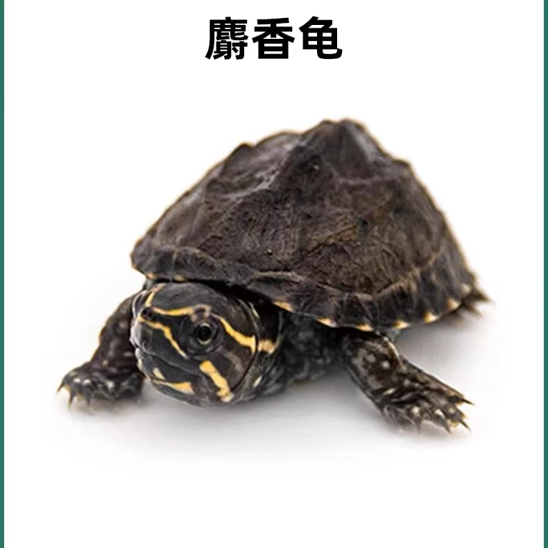 大鳄剃刀头盔麝香龟蛋龟直播龟