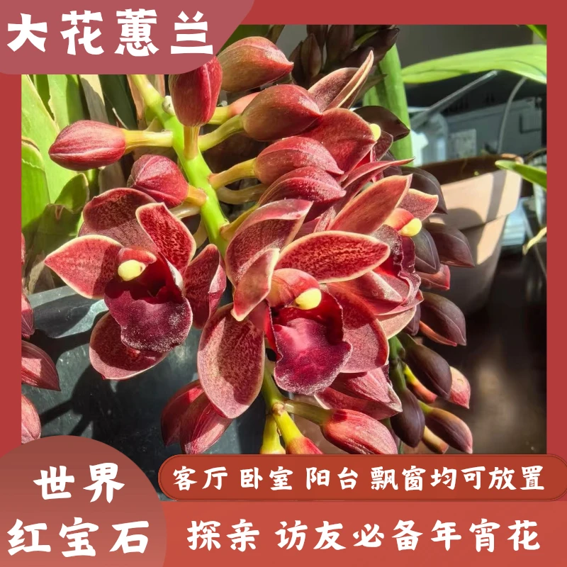 【梦姐专属-世界红宝石】4花剑起发桌面兰花好养兰花绿植漂亮好看