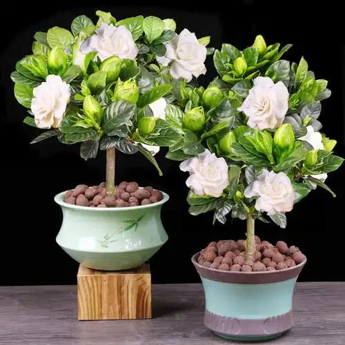 四季开花独杆栀子花盆栽棒棒糖花卉植物大花浓香型办公室阳台绿植