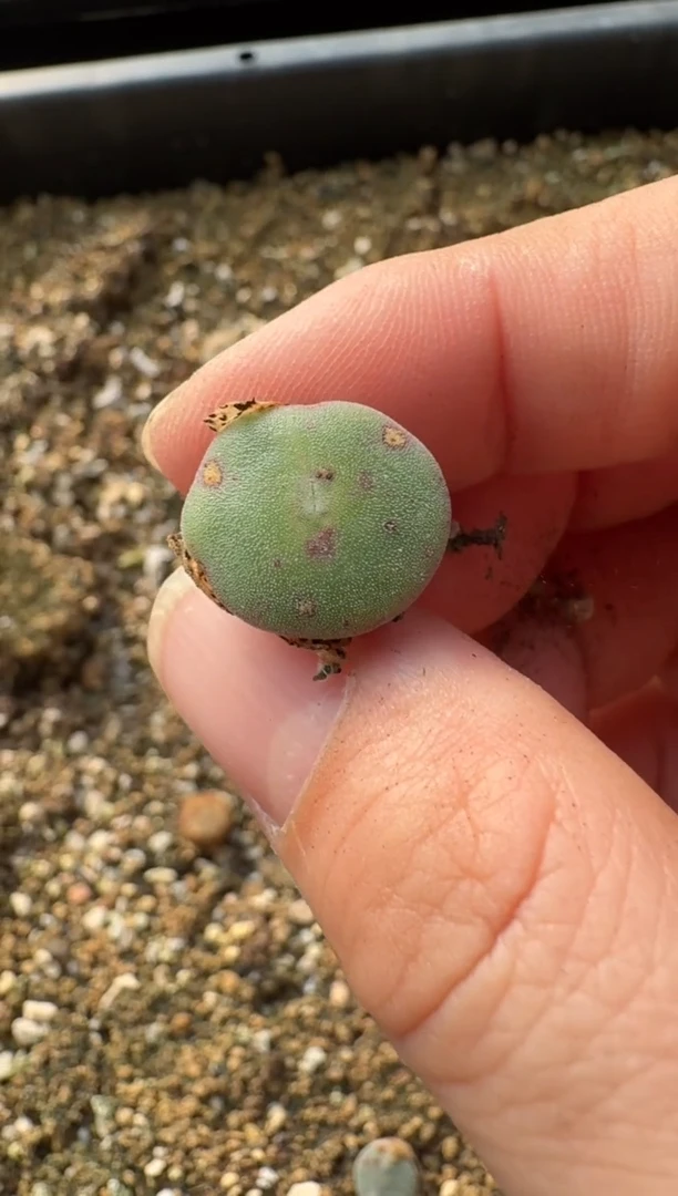 【闪购商品】17-392