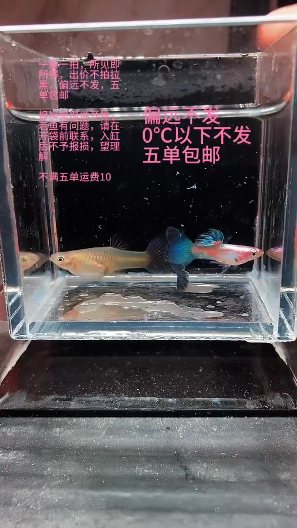 孔雀鱼孔23雀鱼