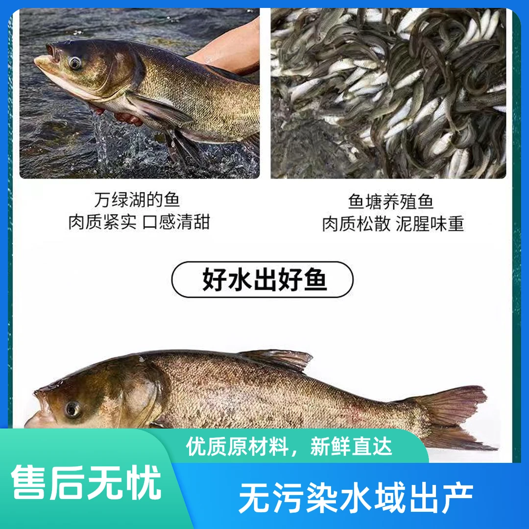 万绿湖大头鱼约8斤(宰杀）炸鱼