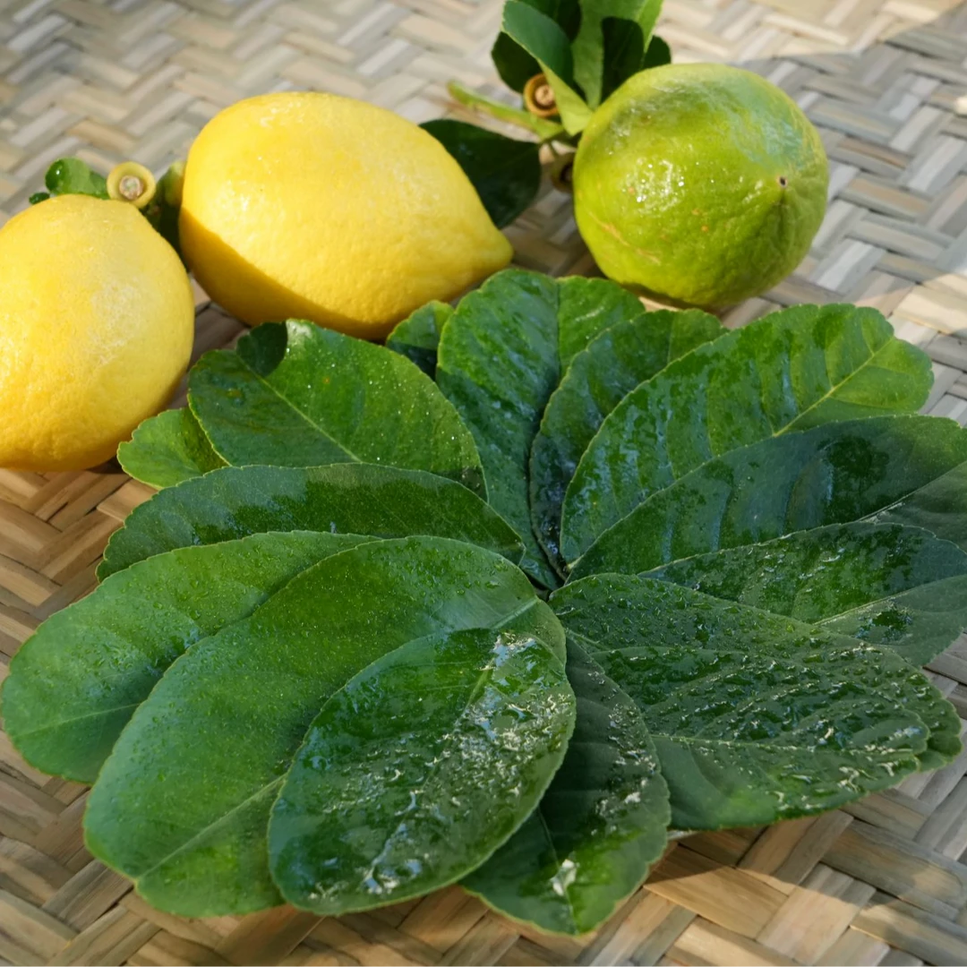 现摘柠檬叶无籽香水柠檬烹饪增香料理调料摆盘装饰（不支持退货）