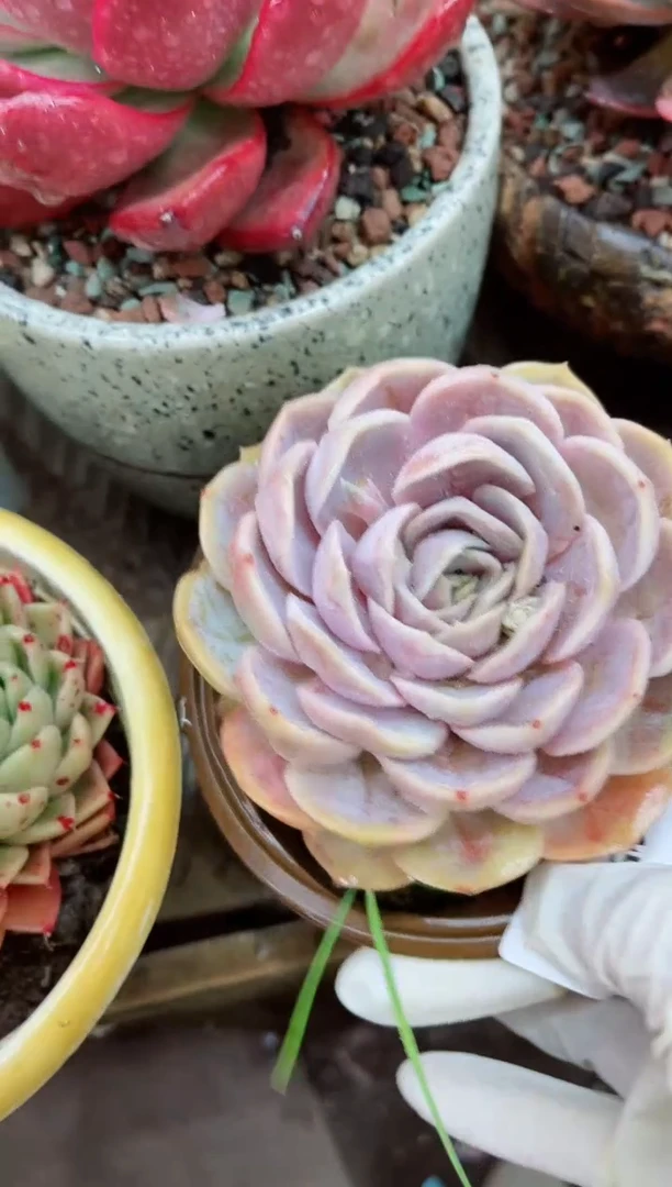 【闪购商品】15003