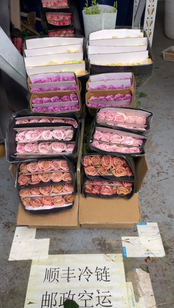 卡布20枝+粉红20枝+香槟20枝+紫霞20枝+黄莺