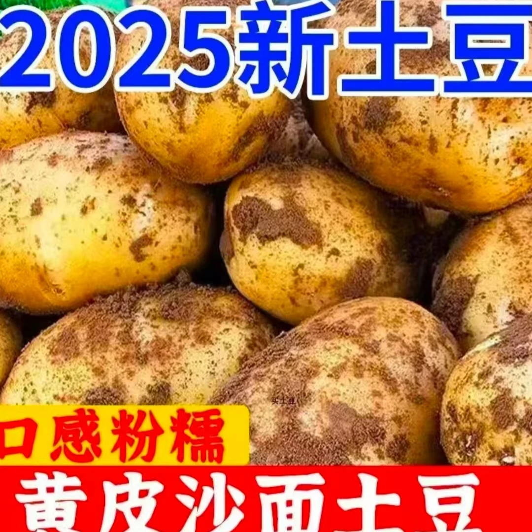 云南高山黄心小土豆新鲜现挖黄皮黄心软糯洋芋