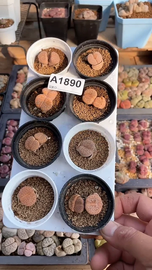 【闪购商品】1890直播一物一拍