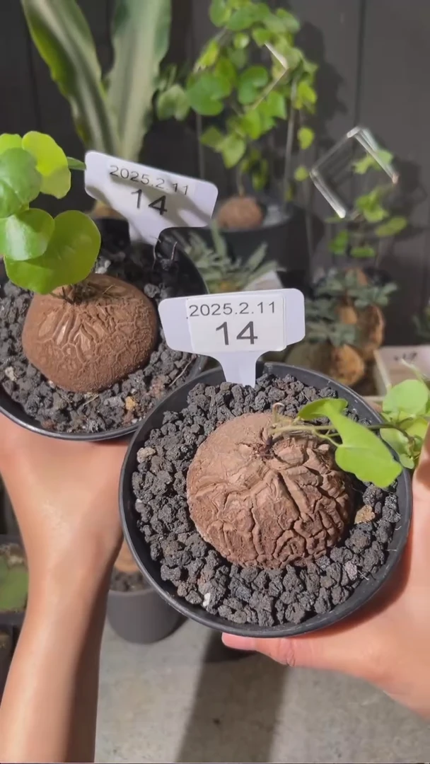 【闪购商品】南非龟甲龙2.11.14