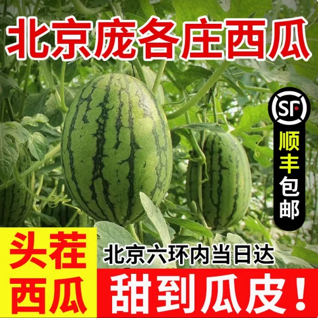 庞各庄 北京大兴 西瓜L600手撕西瓜 麒麟迷你小吊瓜新鲜水果礼盒整箱2-16斤小吊瓜现摘现发小糖丸BY北京市