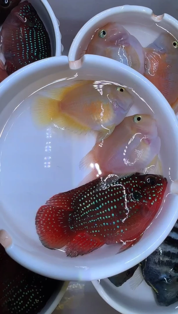 鹦鹉鱼胭脂一对 红宝石球母