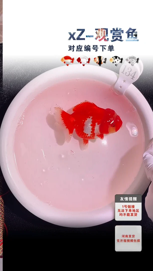 金鱼未拍包装顺丰到付号