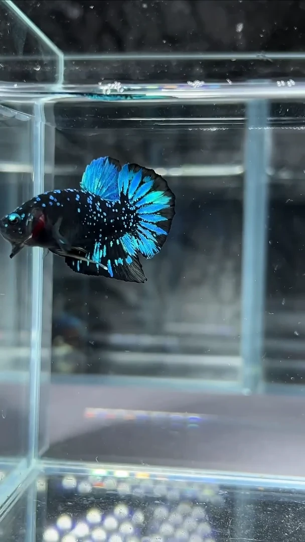 斗鱼精品印尼斗鱼【竞拍链接】39