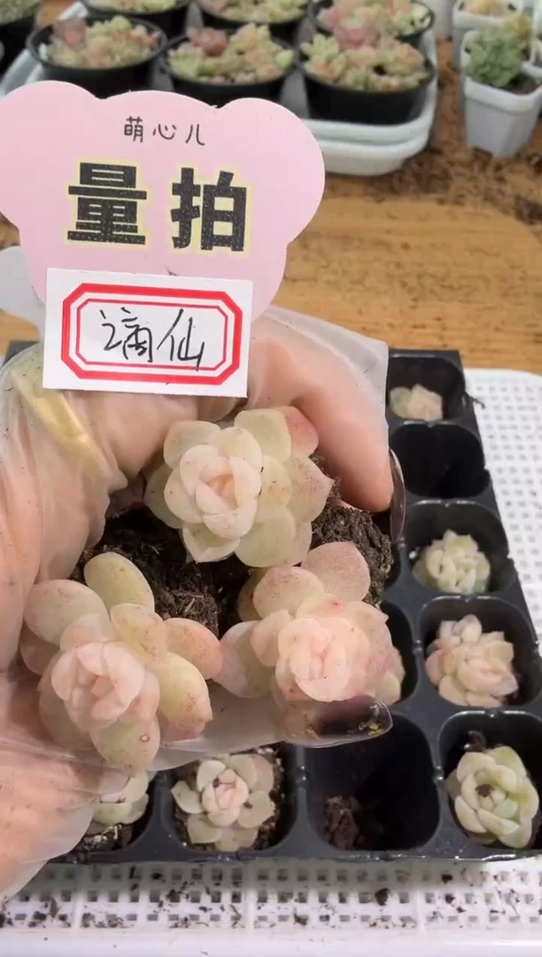 谪仙 单双混 3颗量拍混发 满9.9包邮