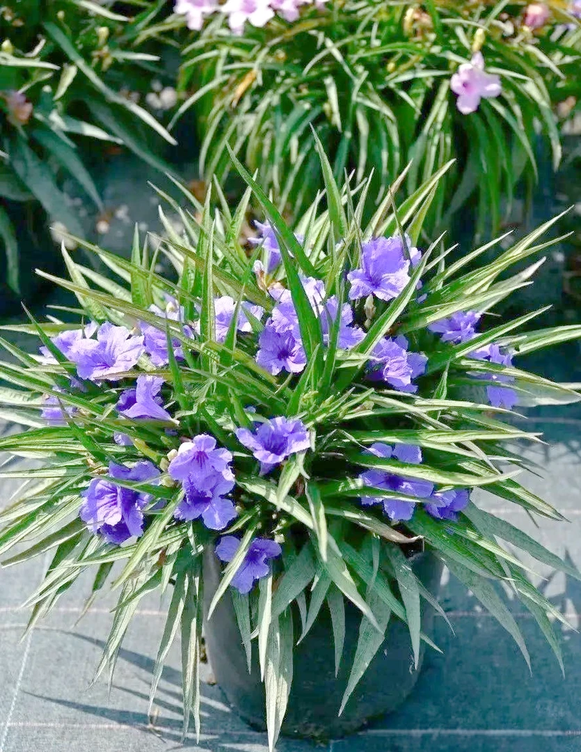 矮款紫花翠芦莉矮化蓝花草多年生宿根耐热水培基地一次性原盆发货