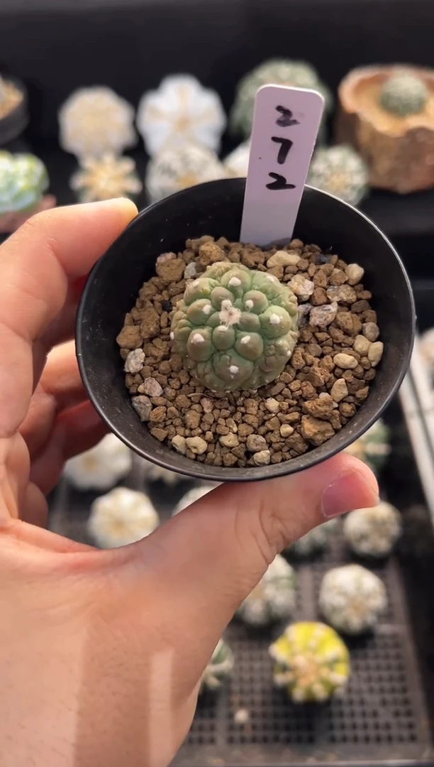 紫皮蜥蜴皮悟空实生编码272