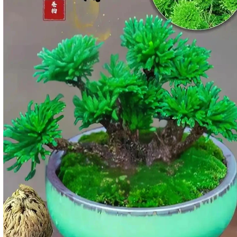 卷柏     九死还魂草    神奇不死草
