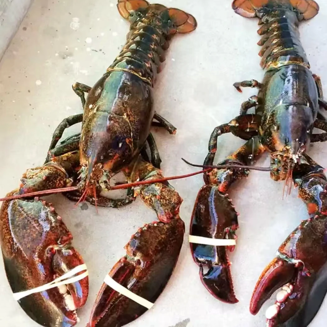 Y3【现场称重】生冻波士顿龙虾3-7斤顺丰冷链