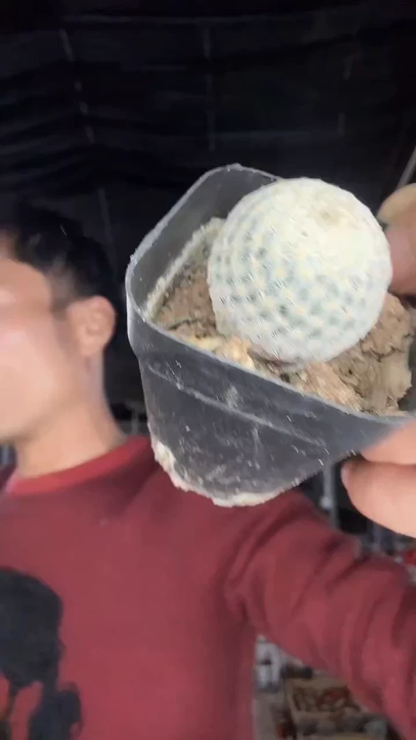 实生阿九丽丸19.99